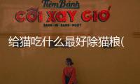 給貓吃什么最好除貓糧(給貓吃什么才能改善掉毛)