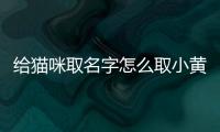 給貓咪取名字怎么取小黃貓的名字？給小黃貓起名字