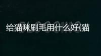 給貓咪刷毛用什么好(貓咪掉毛厲害什么原因怎么辦)