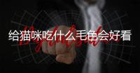 給貓咪吃什么毛色會好看？給貓咪吃什么毛色會好一點