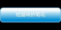 給貓咪擠菊花