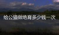 給公貓做絕育多少錢一次(公貓做絕育多少錢)