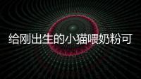 給剛出生的小貓喂奶粉可以嗎？給剛出生的小貓喂奶粉好嗎