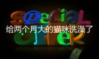 給兩個月大的貓咪洗澡了怎么辦(給兩個月大的貓咪洗澡一點事情沒有)