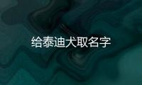 給泰迪犬取名字