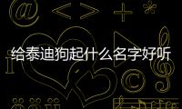 給泰迪狗起什么名字好聽(給泰迪狗起個(gè)名字)