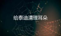 給泰迪清理耳朵