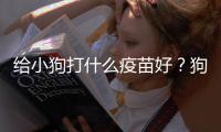 給小狗打什么疫苗好？狗狗疫苗打在哪個部位