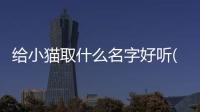 給小貓取什么名字好聽(小貓的名字洋氣霸氣的)