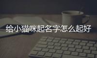 給小貓咪起名字怎么起好聽？給小貓咪起名字怎么起的
