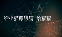 給小貓擦眼睛  給貓貓擦眼睛
