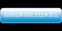 給阿拉斯加幼犬吐水怎么回事？給阿拉斯加幼犬吐水怎么辦