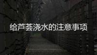 給蘆薈澆水的注意事項