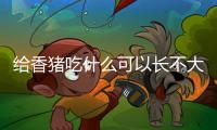 給香豬吃什么可以長(zhǎng)不大不掉毛？香豬喂什么成本低長(zhǎng)的快
