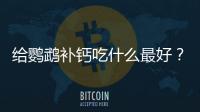 給鸚鵡補鈣吃什么最好？給鸚鵡補鈣吃什么好