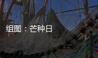 組圖：芒種日 開鐮時