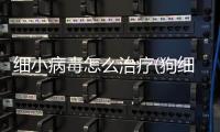 細小病毒怎么治療(狗細小病毒怎么治療)
