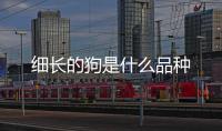 細長的狗是什么品種