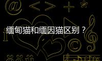 緬甸貓和緬因貓區(qū)別？ 緬甸貓優(yōu)缺點(diǎn)