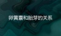 卵黃囊和胎芽的關(guān)系