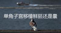 單角子宮移植鮮胚還是囊胚不好說，了解完成功率就明了