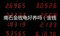 南石金錢龜好養(yǎng)嗎（金錢龜好養(yǎng)嗎）