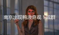 南京出現鴨浪奇觀！成群野鴨濕地起舞