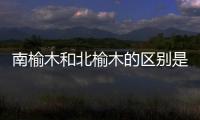 南榆木和北榆木的區別是什么？南榆木和北榆木的分辨方法