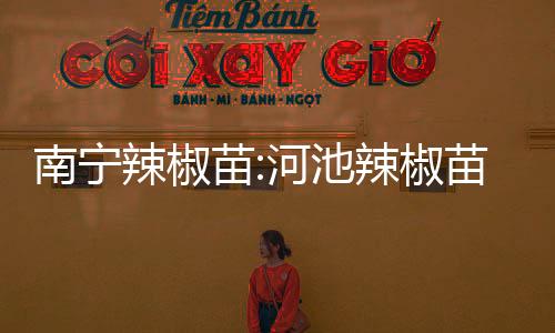 南寧辣椒苗:河池辣椒苗