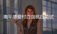 南平博愛村百畝杭白菊試種成功 共155畝