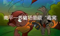 南平一養(yǎng)豬場里藏“毒窩” 因惡臭被群眾舉報