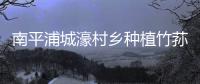 南平浦城濠村鄉種植竹蓀增收脫貧 改善生活水平