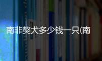南非獒犬多少錢一只(南非純種波爾山羊多少錢一只)