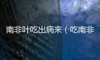 南非葉吃出病來（吃南非葉慢性自殺）