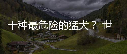 十種最危險(xiǎn)的猛犬？ 世界被禁養(yǎng)的十大猛犬