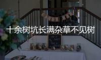 十余樹坑長滿雜草不見樹