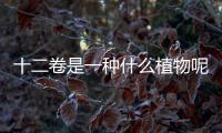 十二卷是一種什么植物呢 十二卷有什么作用呢