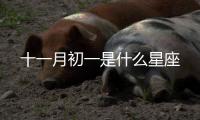 十一月初一是什么星座