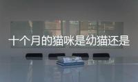 十個月的貓咪是幼貓還是成貓(貓咪十個月大了還需要打貓三聯嗎)
