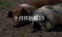 十月懷胎第19