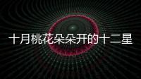 十月桃花朵朵開的十二星座解析來啦！