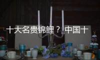 十大名貴錦鯉？ 中國(guó)十大名貴錦鯉排名