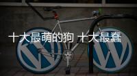 十大最萌的狗 十大最蠢萌的狗