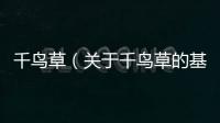 千鳥草（關于千鳥草的基本情況說明介紹）