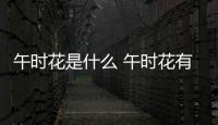 午時花是什么 午時花有哪些藥用價值