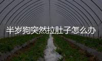 半歲狗突然拉肚子怎么辦啊吃什么藥？狗狗半拉稀怎么回事