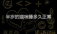 半歲的貓咪睡多久正常