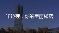 半邊蓮，你的美麗秘密