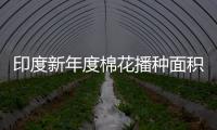 印度新年度棉花播種面積較去年同期下降約8.9%