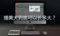 博美犬到底可以長多大？ 哈多利系博美犬長多大